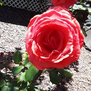 Meet your Posher, Erika